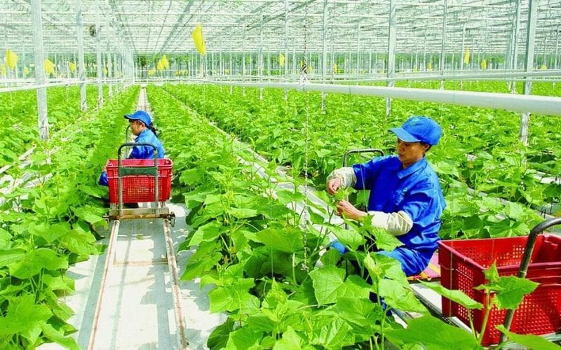 Đồng phục cho công việc trồng trọt